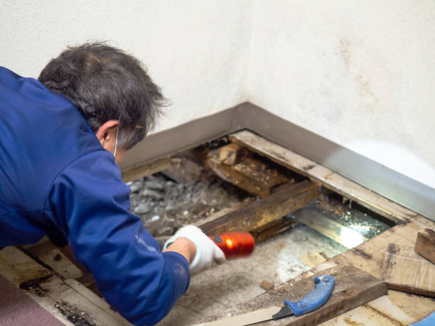Best Commercial Mold Remediation in Hancock, MD