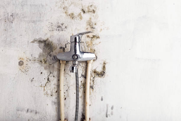Best Black Mold Remediation in Hancock, MD