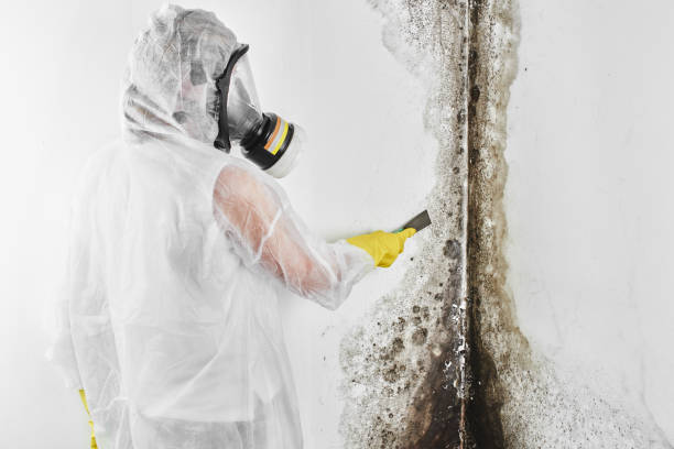 Best Residential Mold Remediation in Hancock, MD