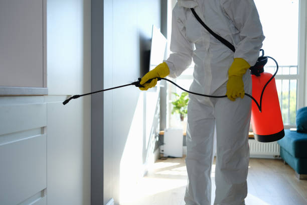 Best White Mold Remediation in Hancock, MD