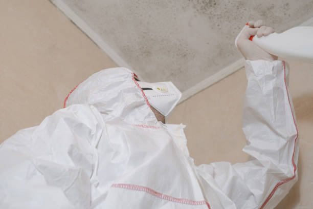 Best Post-Flood Mold Remediation in Hancock, MD