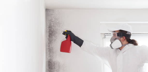 Professional Mold Remediation in Hancock, MD