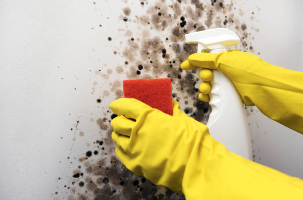 Best Emergency Mold Remediation in Hancock, MD