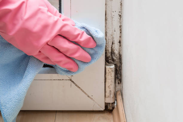 Best White Mold Remediation in Hancock, MD