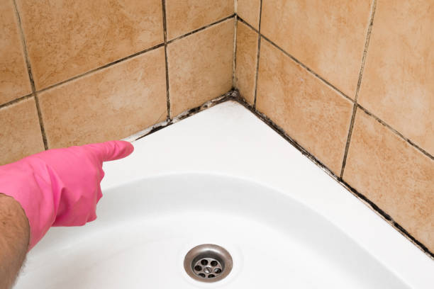 Best Residential Mold Remediation in Hancock, MD