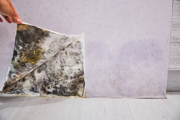 Best Mold Remediation for Specific Building Types in Hancock, MD